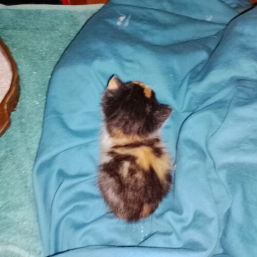 Click to view full screen Charas - 30% THCX photo review