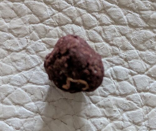 Click to view full screen Libanais Rouge - 30% THCX photo review